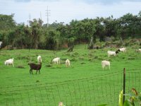 goats