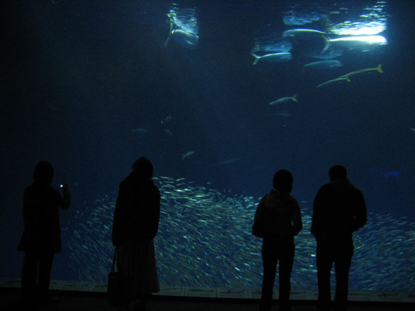 aquarium15.jpg