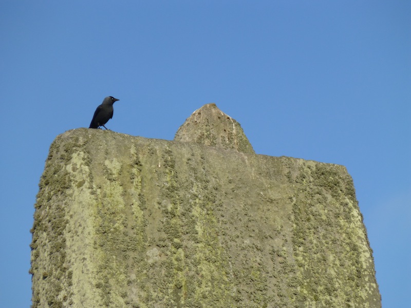 stonehenge_crow.jpg
