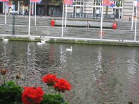Swans